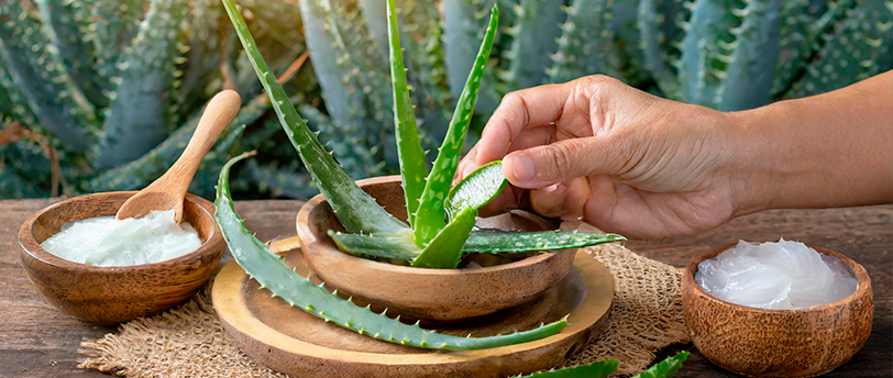 Como a Aloe Vera Pode Revolucionar Sua Rotina de Cuidados com a Pele