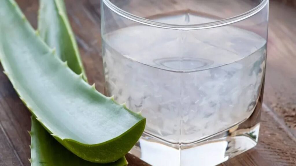 Como colher e congelar gel de Aloe Vera